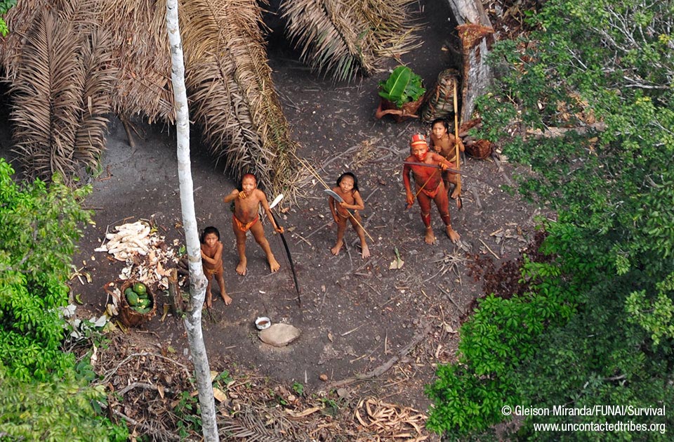 Tribo isolada no Brasil. A foto revela uma comunidade próspera e saudável com cestos cheios de mandioca e mamão fresco de seus jardins. (© Gleison Miranda / FUNAI / Survival)