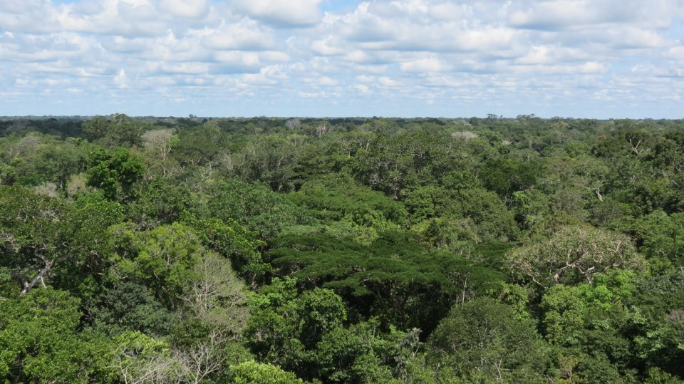 Floresta Amazônica em Manaus, em 8 de dezembro de 2012 (Cortesia de Gisele Milare)