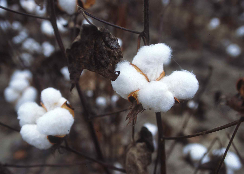 Planta de algodão (Wikimedia Commons)