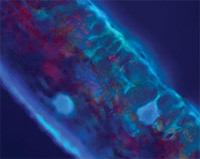 Imagem de microscopia mostra que a água atravessa a cutícula (Revista FAPESP)