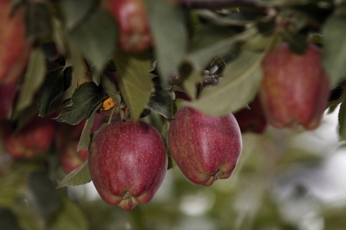 Deliciosas maçãs vermelhas penduradas nos ramos de uma macieira em uma fazenda em Washington (Jeff T. Green/Getty Images)