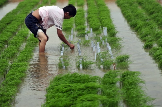 Um pesquisador chinês verifica um campo de arroz em Wuhan, província de Hubei, centro da China. Relatórios recentes indicam que a poluição por metais pesados contaminou o arroz da província de Hunan (STR/AFP/Getty Images)