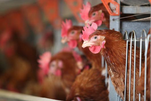 O vírus da gripe aviária continua circulando em animais (Tariq Tinazay/FAO)