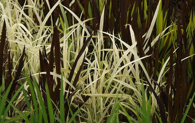 plantacao de arroz