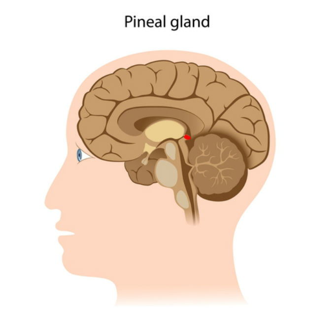 A seção em vermelho mostra onde o corpo pineal está localizado no cérebro (Shutterstock)