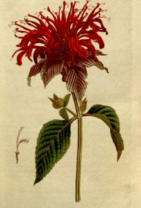 Monarda ou Bálsamo de Abelha (Curtis’s Botanical Magazine, 1792)