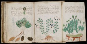Manuscrito de Voynich (Wikimedia Commons)