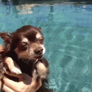 Este pobre Chihuahua pensa que ainda está nadando. Basta olhar para o seu rosto, é hilário!