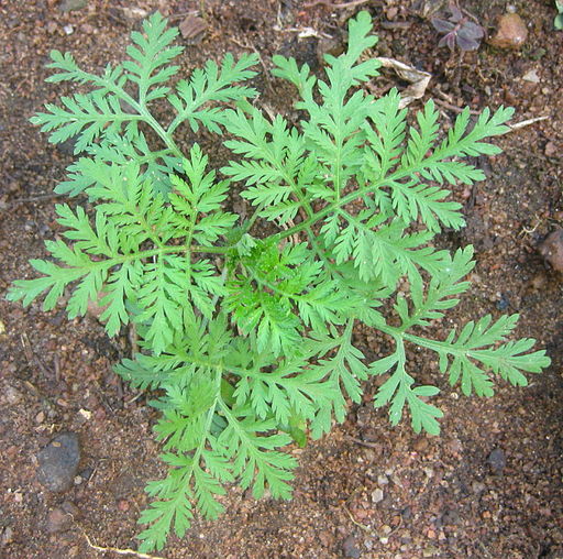 Um produto químico extraído da erva doce artemisia, chamado artemisinina, é usado para produzir uma droga anti-malária eficaz (Wikimedia Commons)