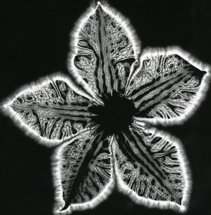 Imagem Kirlian da aura de uma planta, do portfolio "Vita occulta plantarum" ("A Vida Secreta das Plantas") por Mark D. Roberts (Mark D. Roberts via Wikimedia Commons) 