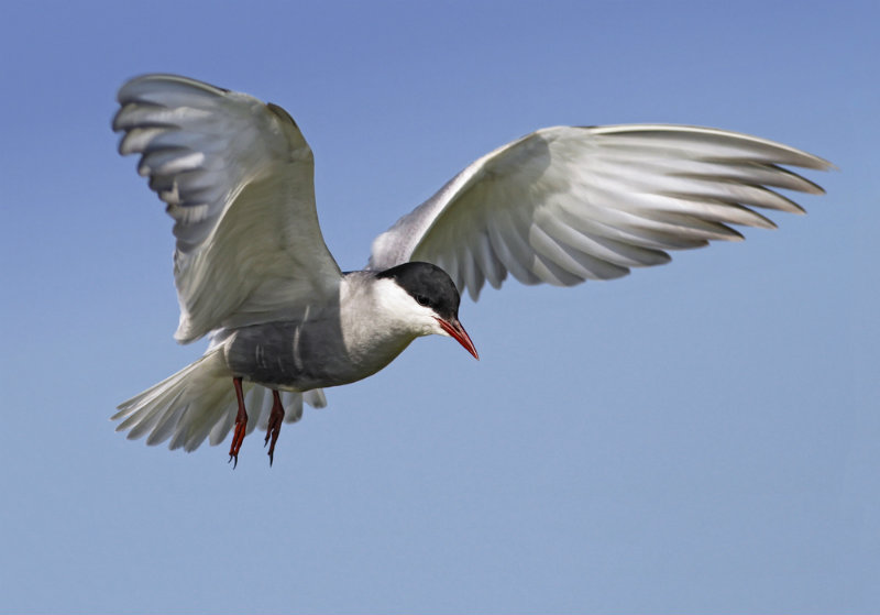 Gaivina-de-faces-brancas, um pássaro migratório (Shutterstock)