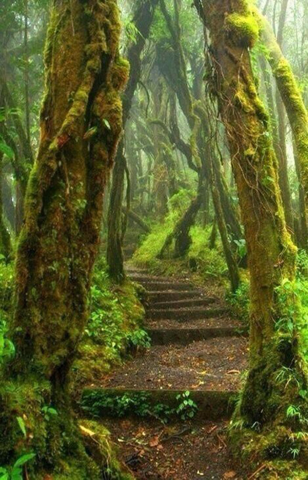 Caminho da Floresta, Costa Rica (Reprodução)