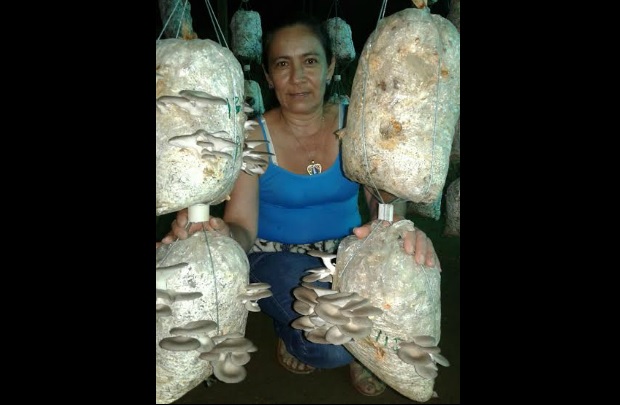 Orellana, o cogumelo que pode se tornar o alimento do futuro (Cortesia Julio Carvajal/Casorellana S.A.S)