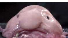 Peixe-bolha está na frente na votação pelo animal mais feio