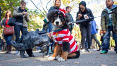 Halloween Dog Parade diverte Nova York