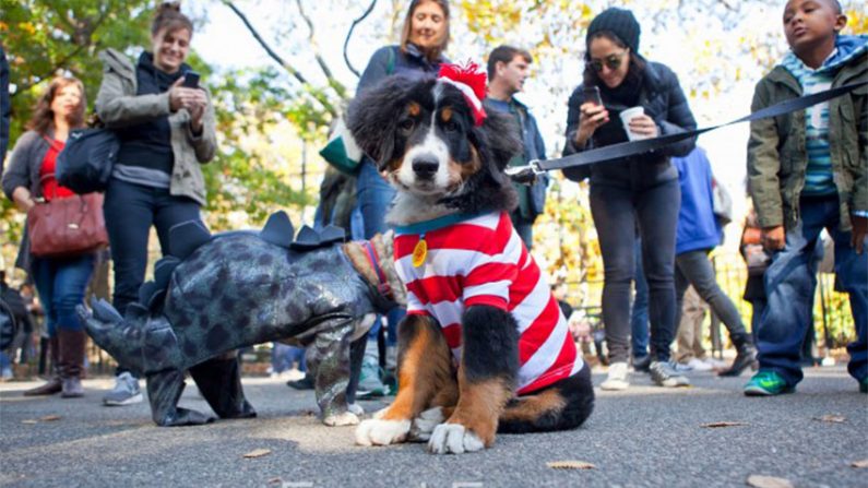 Halloween Dog Parade em Nova York (Epoch Times)