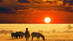 Poente na savana africana