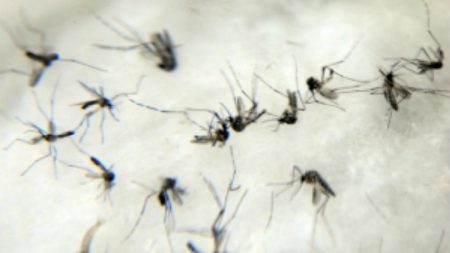 Dengue: Rio de Janeiro tem 11 cidades de alto risco