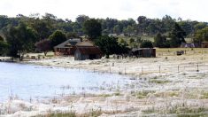 Milhões de teias de aranha cobrem campos australianos após enchente