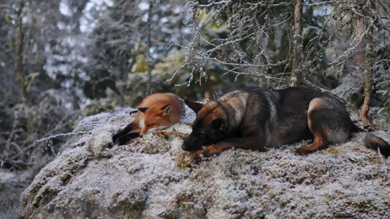 "Sniffer", a Raposa e "Tinni", o cão descansam em algum lugar nas florestas da Noruega (Cortesia/Torgeir Berge)