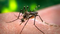 Cientistas criam “capa da invisibilidade” contra mosquitos