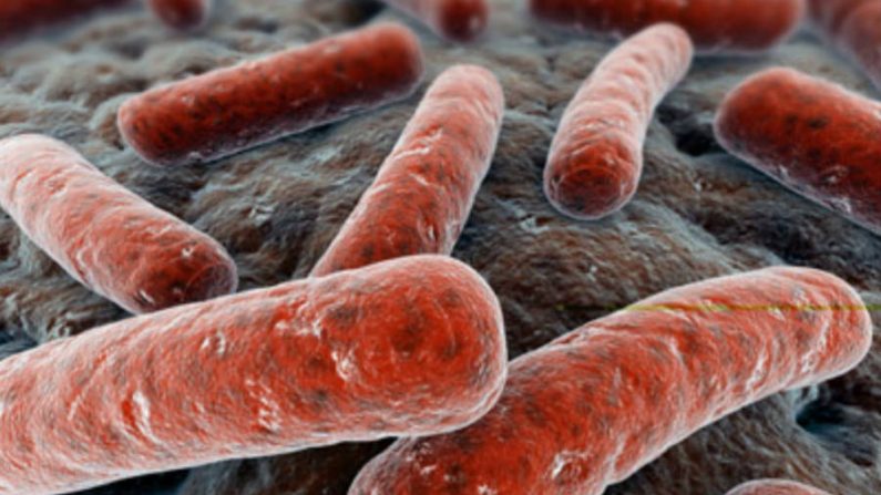 Estudo procura elemento genético de defesa contra tuberculose
