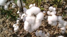 Estado do Tocantins vai ampliar plantanção de algodão transgênico