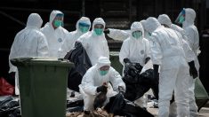 Governo chinês admite transmissão da gripe aviária entre humanos