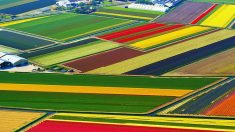 Keukenhof, na Holanda: a terra das tulipas