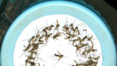 Ocorrências de dengue na cidade de São Paulo aumentam 42% este ano