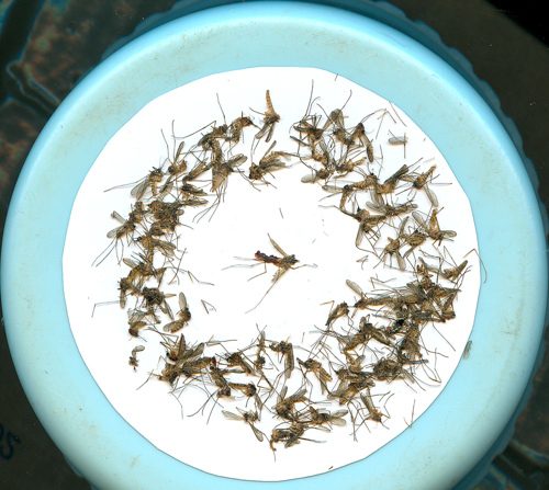 Ocorrências de dengue na cidade de São Paulo aumentam 42% este ano