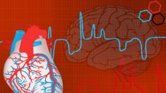 Estrutura do coração é similar à do cérebro, afirmam especialistas