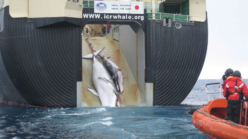 Pesquisa aponta que 60% dos japoneses são a favor da caça à baleia