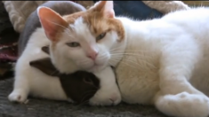 Confira vídeo de quando gatos e coelhos se tornam amigos
