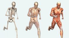 Algumas curiosidades sobre o Corpo Humano