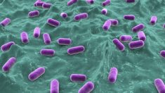 Tecnologia antibacteriana pode substituir antibióticos