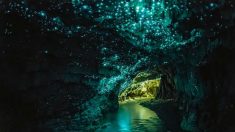 Conheça as cavernas iluminadas no norte da Nova Zelândia