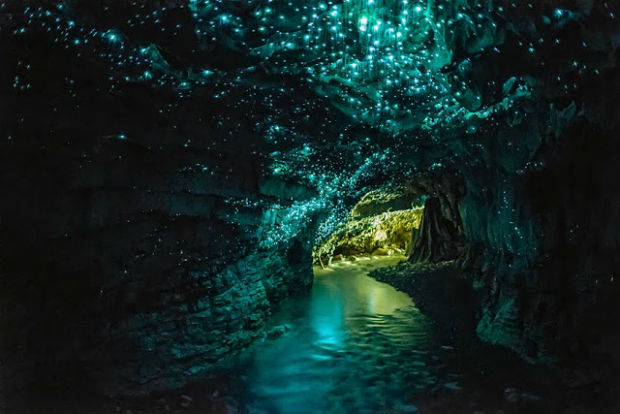 Conheça as cavernas iluminadas no norte da Nova Zelândia