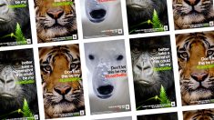 População de animais selvagens mundial cai 52% desde 1970, diz WWF