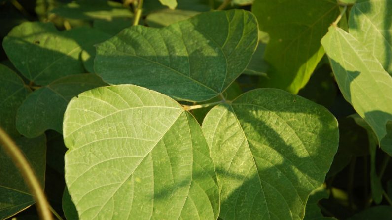 O kudzu é uma erva medicinal que nasce espontaneamente nos bosques do sul dos EUA. Ela possui diversas propriedades medicinais, entre elas a de diminuir a vontade de fumar e de beber álcool (Jud McCranie/Wikimedia Commons)
