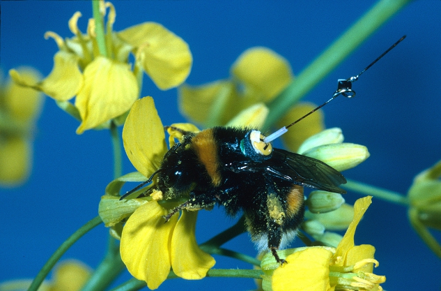 Tentativa e erro ajudam abelhas a escolher rotas mais curtas