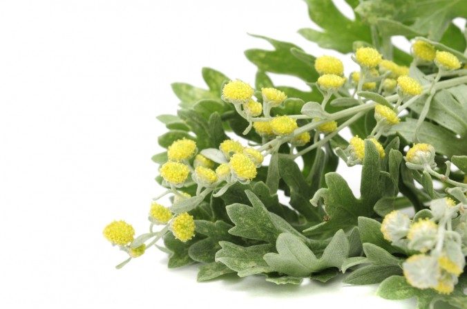 Saiba mais sobre a Artemisia: A erva do ano de 2014