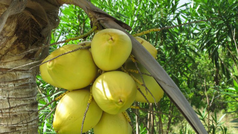 A água de coco é um meio excelente para produzir um kefir de alta qualidade [Luis Miguel Bugallo Sánchez (Lmbuga)/Wikimedia Commons]