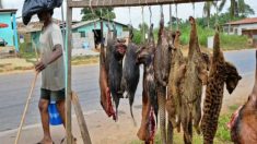 O surto de Ebola e a carne de animais selvagens
