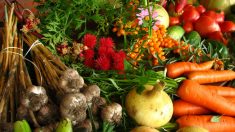O sucesso da agricultura orgânica: não a OGMs e agrotóxicos