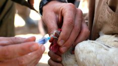 Vírus aviário é detectado na América do Norte: EUA em alerta