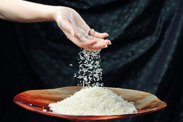 Cultivo de arroz gera discussão devido ao elevado consumo de água