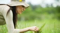 “Plantas têm sinergia e podem curar,” afirma herbalista espanhol