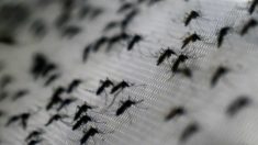Governo anuncia vacina contra dengue