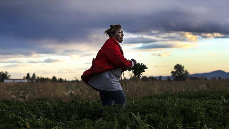 Uma trabalhadora imigrante mexicana colhe salsa orgânica em Grant Family Farms em Wellington, Colorado, EUA, em 11 de outubro de 2011. (John Moore/Getty Images)